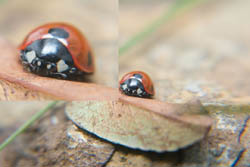 Photo of ladybird taken with Fujifilm X-A1 camera with 16-50mm lens and stacked Sonia +10, +4, +2, and +1 close-up filters attached. Photo with ladybird in the centre of the frame.